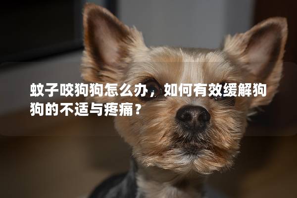 蚊子咬狗狗怎么办，如何有效缓解狗狗的不适与疼痛？
