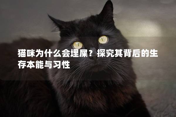 猫咪为什么会埋屎？探究其背后的生存本能与习性