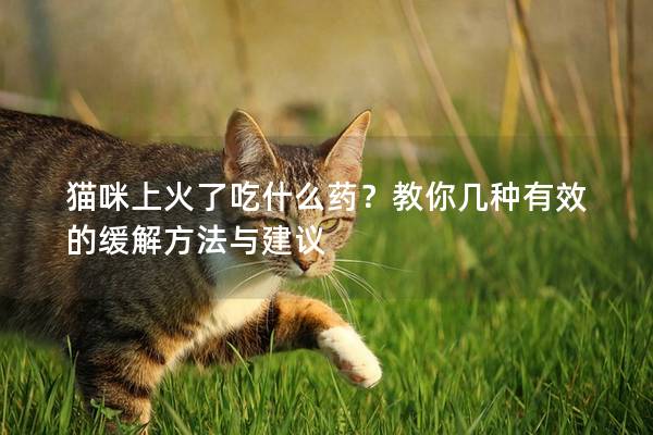 猫咪上火了吃什么药？教你几种有效的缓解方法与建议
