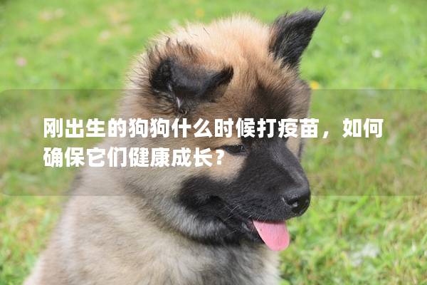 刚出生的狗狗什么时候打疫苗，如何确保它们健康成长？
