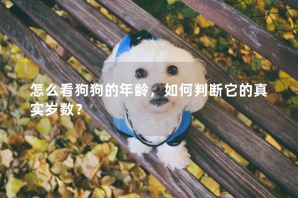 怎么看狗狗的年龄，如何判断它的真实岁数？
