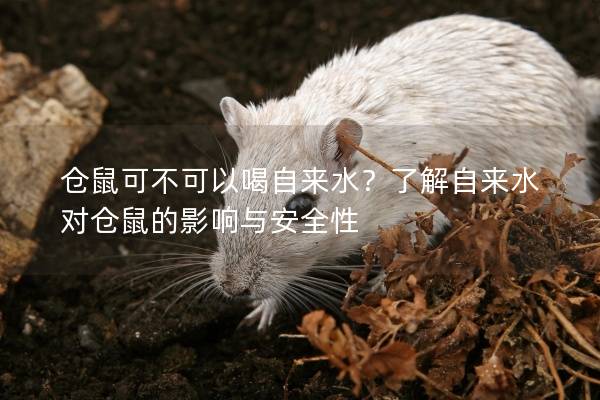仓鼠可不可以喝自来水？了解自来水对仓鼠的影响与安全性
