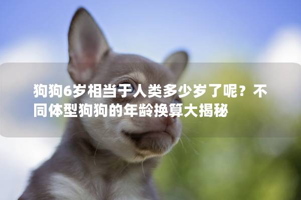 狗狗6岁相当于人类多少岁了呢？不同体型狗狗的年龄换算大揭秘