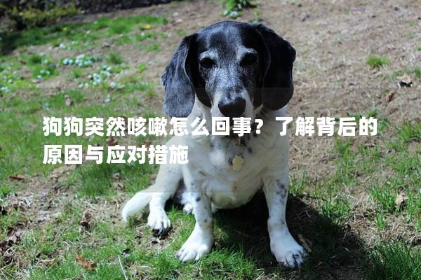 狗狗突然咳嗽怎么回事？了解背后的原因与应对措施