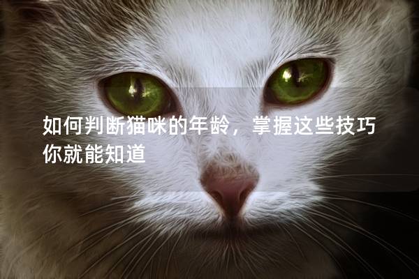 如何判断猫咪的年龄，掌握这些技巧你就能知道