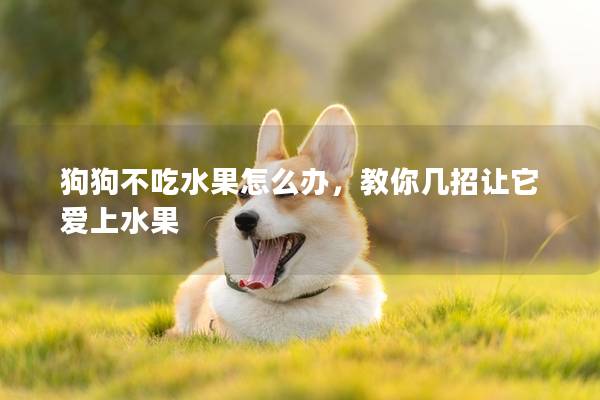 狗狗不吃水果怎么办，教你几招让它爱上水果