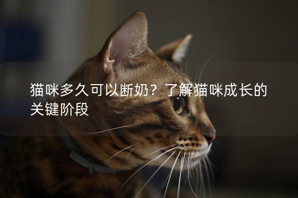 猫咪多久可以断奶？了解猫咪成长的关键阶段