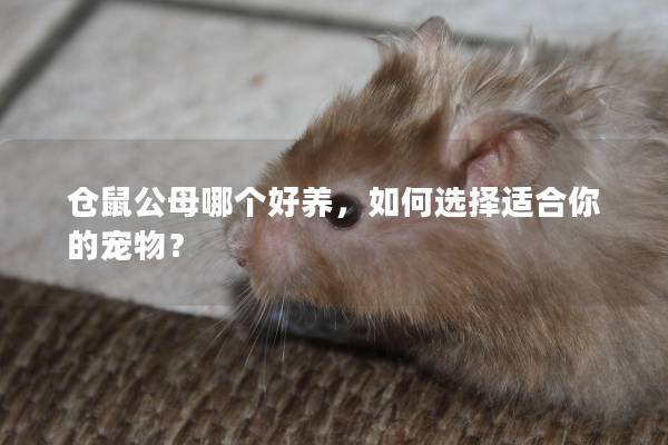 仓鼠公母哪个好养，如何选择适合你的宠物？
