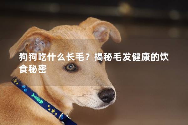 狗狗吃什么长毛？揭秘毛发健康的饮食秘密
