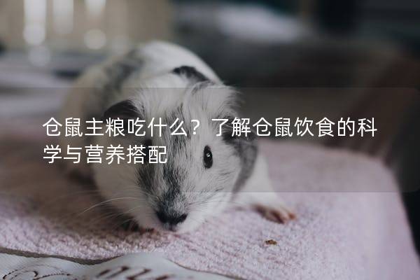 仓鼠主粮吃什么？了解仓鼠饮食的科学与营养搭配