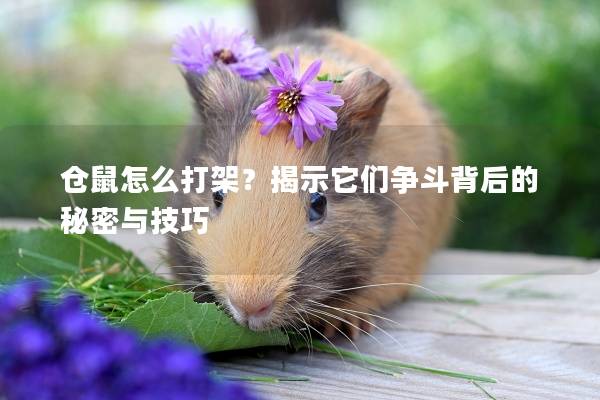 仓鼠怎么打架?揭示它们争斗背后的秘密与技巧 仓鼠怎么打架?揭示它们争斗背后的秘密与技巧