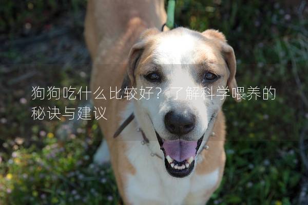 狗狗吃什么比较好？了解科学喂养的秘诀与建议