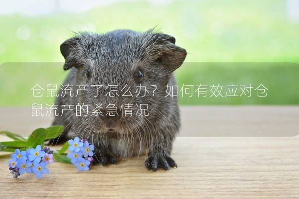 仓鼠流产了怎么办？如何有效应对仓鼠流产的紧急情况