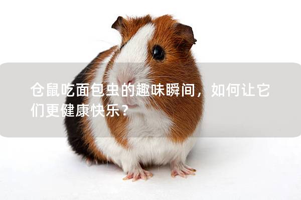 仓鼠吃面包虫的趣味瞬间，如何让它们更健康快乐？