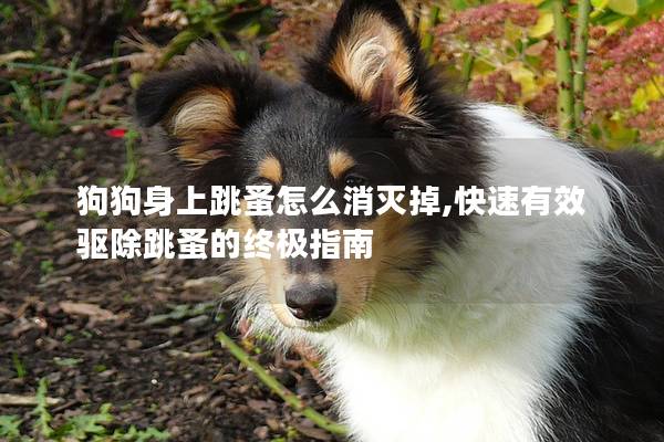 狗狗身上跳蚤怎么消灭掉,快速有效驱除跳蚤的终极指南
