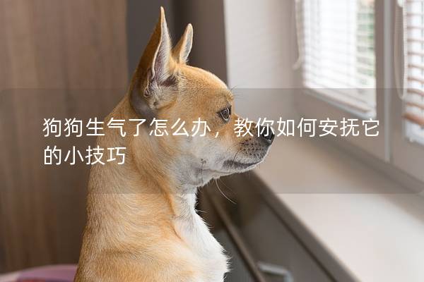 狗狗生气了怎么办，教你如何安抚它的小技巧