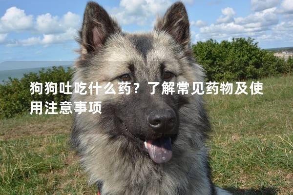 狗狗吐吃什么药?了解常见药物及使用注意事项 狗狗吐吃什么药?了解常见药物及使用注意事项