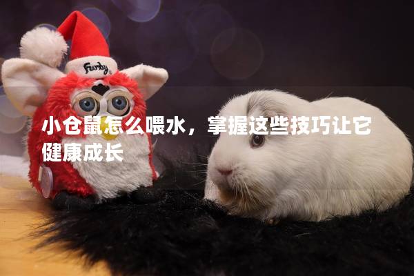 小仓鼠怎么喂水，掌握这些技巧让它健康成长