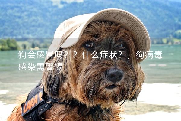 狗会感冒吗??什么症状?,狗病毒感染需警惕 狗会感冒吗??什么症状?,狗病毒感染需警惕