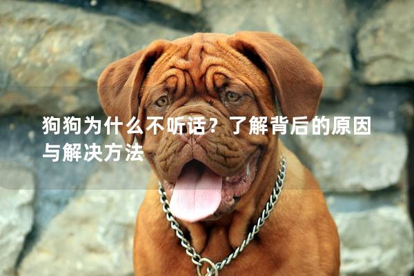 狗狗为什么不听话？了解背后的原因与解决方法