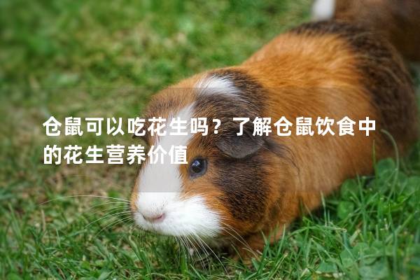 仓鼠可以吃花生吗？了解仓鼠饮食中的花生营养价值