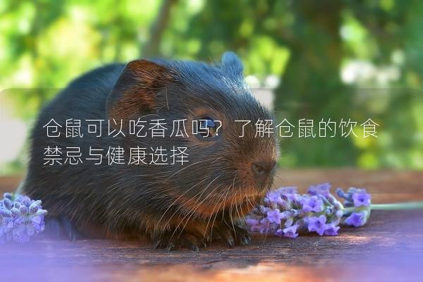 仓鼠可以吃香瓜吗？了解仓鼠的饮食禁忌与健康选择