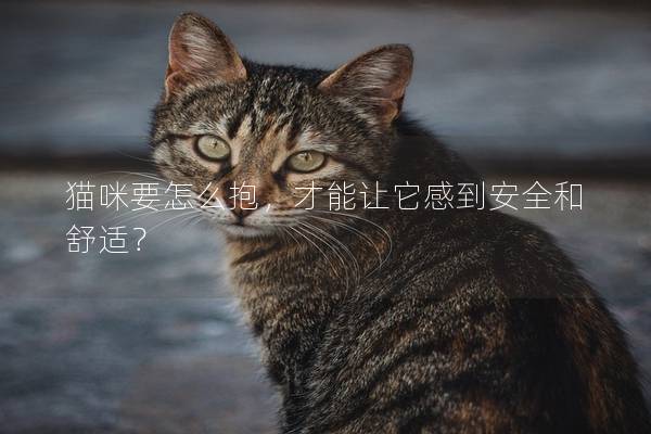 猫咪要怎么抱,才能让它感到安全和舒适? 猫咪要怎么抱,才能让它感到安全和舒适?
