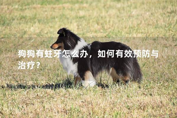 狗狗有蛀牙怎么办，如何有效预防与治疗？