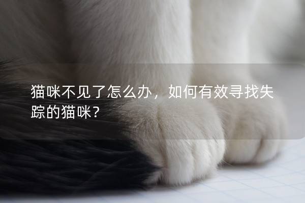 猫咪不见了怎么办，如何有效寻找失踪的猫咪？