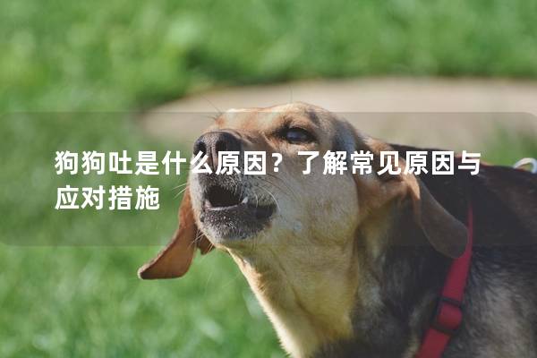 狗狗吐是什么原因?了解常见原因与应对措施 狗狗吐是什么原因?了解常见原因与应对措施
