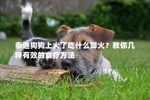 泰迪狗狗上火了吃什么降火？教你几种有效的食疗方法