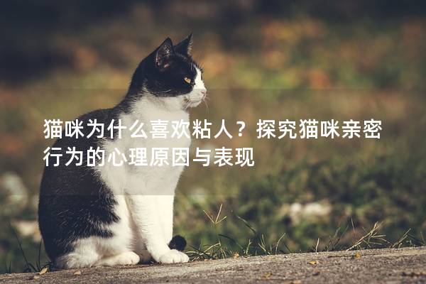 猫咪为什么喜欢粘人？探究猫咪亲密行为的心理原因与表现