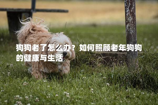 狗狗老了怎么办？如何照顾老年狗狗的健康与生活