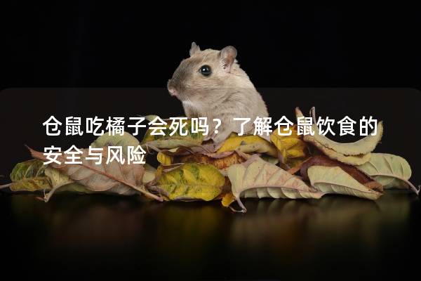 仓鼠吃橘子会死吗？了解仓鼠饮食的安全与风险