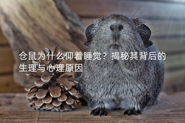 仓鼠为什么仰着睡觉？揭秘其背后的生理与心理原因