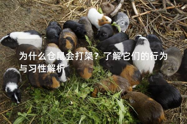 为什么仓鼠会打架？了解它们的行为与习性解析