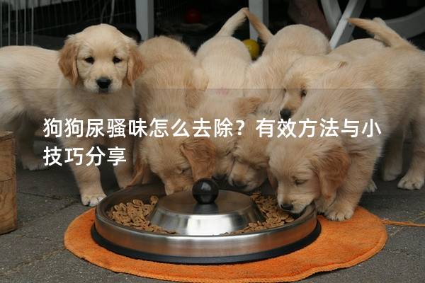 狗狗尿骚味怎么去除？有效方法与小技巧分享