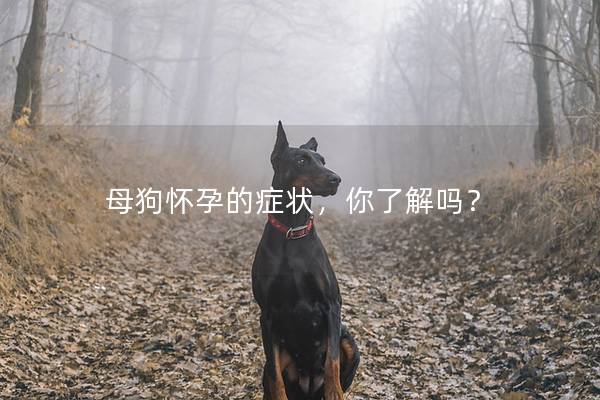 母狗怀孕的症状,你了解吗? 母狗怀孕的症状,你了解吗?