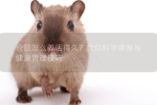 仓鼠怎么养活得久？教你科学喂养与健康管理技巧