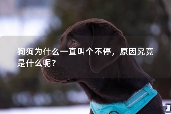 狗狗为什么一直叫个不停，原因究竟是什么呢？