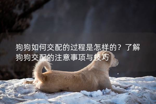 狗狗如何交配的过程是怎样的？了解狗狗交配的注意事项与技巧