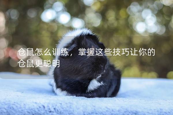 仓鼠怎么训练,掌握这些技巧让你的仓鼠更聪明 仓鼠怎么训练,掌握这些技巧让你的仓鼠更聪明