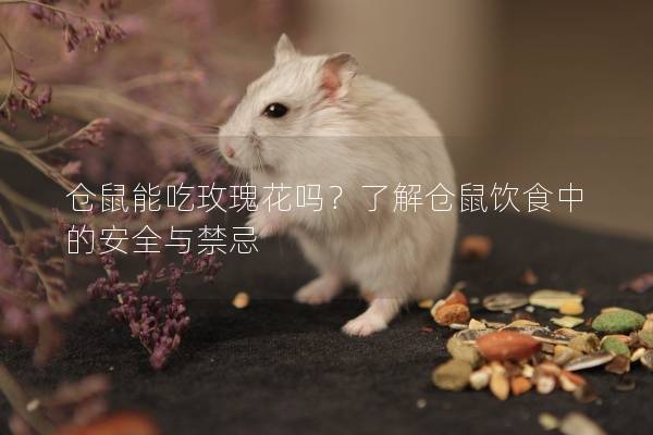 仓鼠能吃玫瑰花吗？了解仓鼠饮食中的安全与禁忌