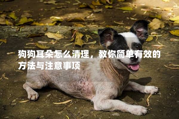 狗狗耳朵怎么清理，教你简单有效的方法与注意事项