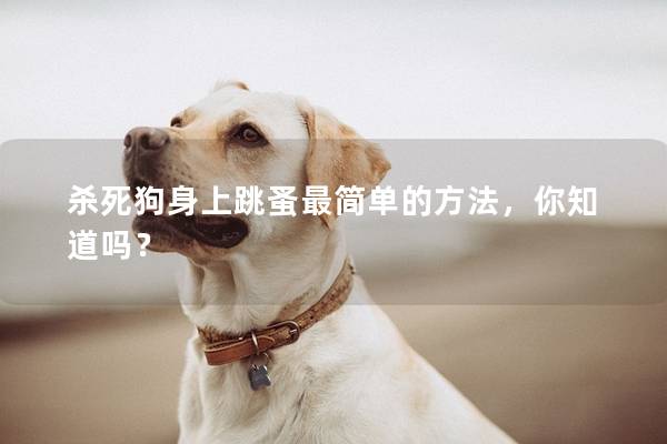 杀死狗身上跳蚤最简单的方法,你知道吗? 杀死狗身上跳蚤最简单的方法,你知道吗?