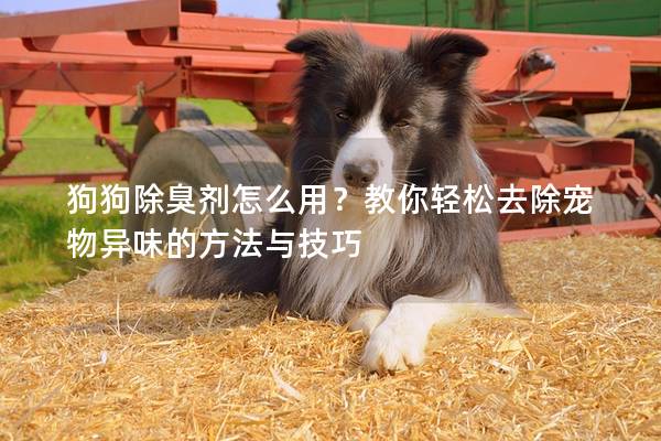狗狗除臭剂怎么用？教你轻松去除宠物异味的方法与技巧