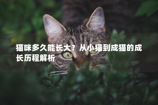 猫咪多久能长大？从小猫到成猫的成长历程解析