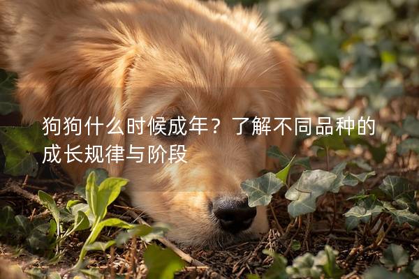 狗狗什么时候成年?了解不同品种的成长规律与阶段 狗狗什么时候成年?了解不同品种的成长规律与阶段