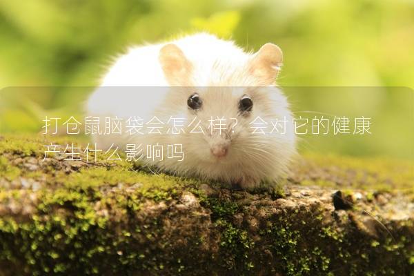 打仓鼠脑袋会怎么样？会对它的健康产生什么影响吗