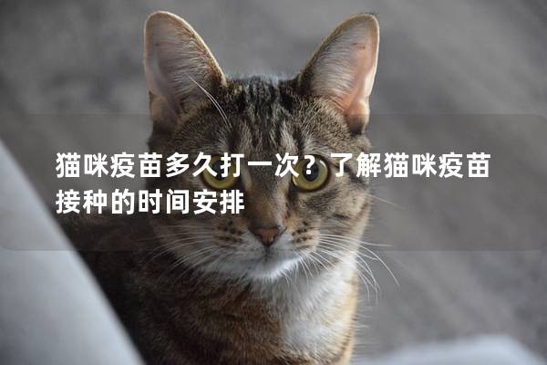 猫咪疫苗多久打一次？了解猫咪疫苗接种的时间安排